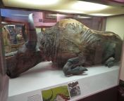 Blue Babe is a perfectly preserved Steppe Bison, found completely by chance in Alaska in 1979. The animal died some 36,000 years ago, and was so well preserved that researchers were able to cook and eat a part of its neck muscle. The meat was described as from kazakhstan steppe jpg
