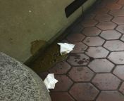 I see your poo outside your friend&#39;s office, and raise you diarrhea on the D.C. metro during my morning commute (also with McDonalds napkins). Came within inches of stepping in the splatter. Possibly [nsfw] from www diya and bati hum xxx vex l d c h dwonlod com