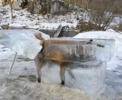 Hunter in Germany Shows a Fox that Fell into the Danube and Froze. from danube darlings