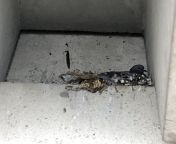 On top of bird spikes and the corpse of a bird killed by said bird spikes. from dont mock bird uploaded by