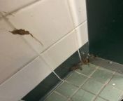 Somebody in the girls bathroom at my school rubbed shit on the wall today from indian school girls bathroom sex
