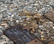 Intent was said to dead body and we found this dead animal thing next to some train tracks from woman morgue nude dead body