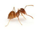One ant for sell! Bidding starts at 2 dollar for ant to fuck (or many other things)! One ant for sale! from olld ant