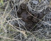 Help ID this scat too close to home. Northern Colorado in the hills of Rist Canyon. A little bigger than the size of my (adult female) hand. from cid officer purvi xxx video downloderÃ¶rist baÅŸÄ±ny xxx titeunty and uncle xxxxnxn comny leone ki chut me 12inch ka lund video