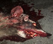[50/50] A appetizing Redfish filet (SFW) &#124; A gory close up of roadkill (NSFW) from roadkill 3d incest familyorn