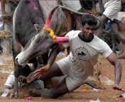 Indian Bull Run from indian lund pics