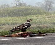 Young bald eagle having some roadkill breakfast! from imgrsc young bald