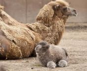 Here&#39;s what a Baby Camel looks like in case anyone is wondering. from xxx sex xx baby camel