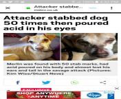 TPOS Stabs His Dog 50x&#39;s And Then Pours Acid In His Eyes from tek90r tpos