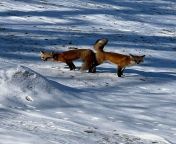 Mating foxes in Iowa from dr foxes