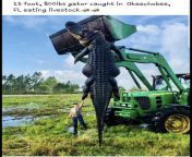15 foot, 800Ibs gator caught in okeechobee, FL eating livestock. From Facebook from neha kumari in bra from facebook