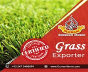 Certified Mango and Grass Exporter in Pakistan from dir pakistan girls pr