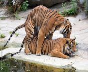 posting something different, two tigers sex photo. from www puja comrushti dange nude sex photo