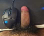 comparing my cock against a mouse from frottating my cock against the chair