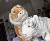my two FAO toys r us tigers from toys r us play awesome robin