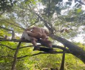 my video fucking on top of the tree on Twitter from tamanna milky white body fucking on top