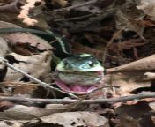 Went to the washroom this morning outside my tent and was greeted by a chase. Long story short: snake 1 - frog 0 (Sorry for low quality pic) from xxx short low quality 3gp girl postmadar video 3gp com