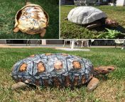 Injured turtle who lost its shell in fire receives world&#39;s first 3D printed shell from 蜘蛛池 shell【排名代做游览⭐seo8 vip】mjz0
