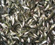 Haor fishes, Sunamganj, Bangladesh. from bangladesh move
