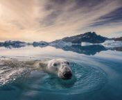 ? Polar Bear in Greenland. Photo by Andy Mann from greenland imagefap