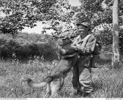 Malayan Emergency. Sungai Siput, Perak. c 1956. Private Keith McDonald of 2nd Battalion, Royal Australian Regiment (2RAR), with his tracker dog Prince. [640 x 653] from malay janda aminah pantap besar sungai petani