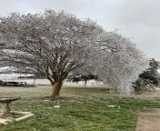 Icy tree almost down at South Austin ATM from austin hairy porn pg