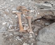 Encontr huesos humanos en este hoyo en medio del camino concurrido bordeando un acantilado por la costa, en Caleta Vitor, Arica. Cuando los encontramos pensamos que era de una momia chinchorro, no estoy seguro, los examinanos y le saque una foto, para de from encontramos una posa