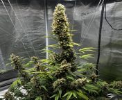 Acapulco Gold auto 3 weeks to go. from mtv acapulco