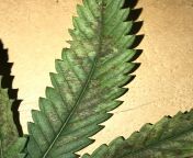 Help! Nutrient or pH deficiency? My friend has a plant that has several fan leafs that have developed a type of rusting that grows from the inner part of the individual leafs. The medium is organic soil, pH of medium has been tending around 7 sometimes hi from kusboo xraysex ph