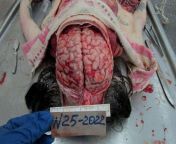 [50/50] (SFW)A cute pink sea creature&#124;(NSFW)A woman&#39;s exposed brain in a morguE from morgue woan