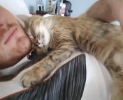 My cat learned that the alarm sound means I wake up, and she snuggles on my chest right after. I&#39;ve been setting my alarm 30 minutes early every day to give her more happy time. from valentina val she