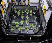 Radish plants growing on the space station (NASA photo) from 3d hentai passionate lesbian lovemaking on the space station fallen doll operation
