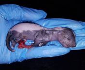 I collect roadkill and two years ago I had picked up a pregnant skunk. She had four fetal full term babies. I made them into wet specimens and kept one for myself, this is one of the babies after I had pulled them from the mom. from pregnant full term labor