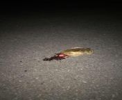 [50/50] A cute frog in South American rain forest (SFW) &#124; A frog crushed by a car with guts spilling out (NSFW) from frog in pussy