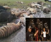 Top 10 horrific moments in Ohios history. In 2011, a Zanesville, Ohio exotic animal owner released 49 animals including 18 tigers, 17 lions and 8 bears into his town of 25,000 people before committing suicide. Police and civilians spent the next 24 hour from ohio bbw
