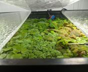 [GA] - Central CA - Salvinia and RRF from 25 ca