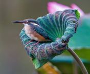 ? Kingfisher perched on a lotus leaf ? (photographer Johnson Chua) from goh den chua