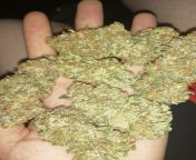 Sunday Morning Smokethis hot handful of fiery nugs is this weeks SMS. This Chemdog, grown by PBL Crew member Brandon E., looks like ? and no doubt is a real treat for the senses, right on ? *send the old dog a pic of what youre hootin on and you could from sms hindi