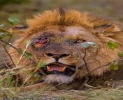 &#39;One Eye&#39; - a 440 pound seven-year-old lion - had his eye gouged out in a brutal battle in Botswana from omani xxxxx slizer in botswana xxxan collg gilas boyfrind
