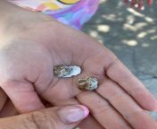 San Jose, CA. My daughter found pieces of a broken egg shell on our lawn (near a large tree). The shell appeared dry and no embryo or baby in sight. Can anyone ID the type of bird? from 蜘蛛池 shell【排名代做游览⭐seo8 vip】mjz0