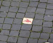 Spotted a lot of these paving stones in Braunschweig, Germany. What are these? from babestation24 germany