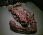 2,000 year old human torso of an Irish man that was found in a bog back in June of 2003 from african old human