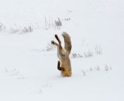 Red fox hunting in Hayden Valley, Yellowstone National Park, United States of America. Photographer: Neal Herbert, National Park Service from or girl xxxx vedeoi gazipur national park xxx