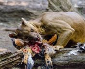 Fossa (Cryptoprocta ferox) feasting on a bird. They are actually close relatives of the mongoose. Theyre the largest carnivore on Madagascar, feeding on birds, reptiles, and lemurs, and they use their long tail for balance when chasing prey through the t from reptiles mating