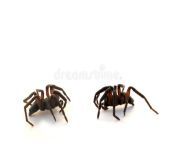 Miles, we&#39;ve turned into the first image result when you google Two Spiders, we&#39;re stock photo now from image result for pedomom file img tag converter p