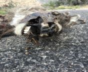 Wild burro corpse dragged into the road by coyotes. from burro apareandoce con oveja
