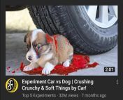 How is this one of the first results when you search dog in youtube??? (photoshopped animal abuse warning) from 1003mypornvid pw search download any youtube dailymotion vimeo uncensored hot xxx porn videos on your mobile phone in high quality mp4