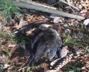 Dead bird found in my yard near Lake Dubay, WI (marathon county). Has an orange beak and a little mohawk if you look closely... Sorry if this is a little morbid. from fidiyow laga dubay fahma
