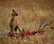 Got this shot practicing field photography in Tanzania this summer, the lioness had just dipped out and left a carcass to the scavengers. Best picture Ill ever take for sure! from tanzania wenye mikundu