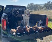 My girl Luna on her first Pheasant Hunt with her brother Gunnar from girl beaten on her vagina
